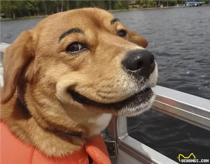 不得不说，铲屎官给狗狗取得这些名字，实在让人佩服