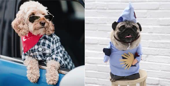 不得不说,铲屎官给狗狗取得这些名字,实在让人佩服