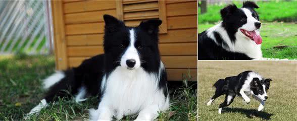 牧羊犬适合家养吗?了解牧羊犬4大特质，做到5个要点，肯定适合养