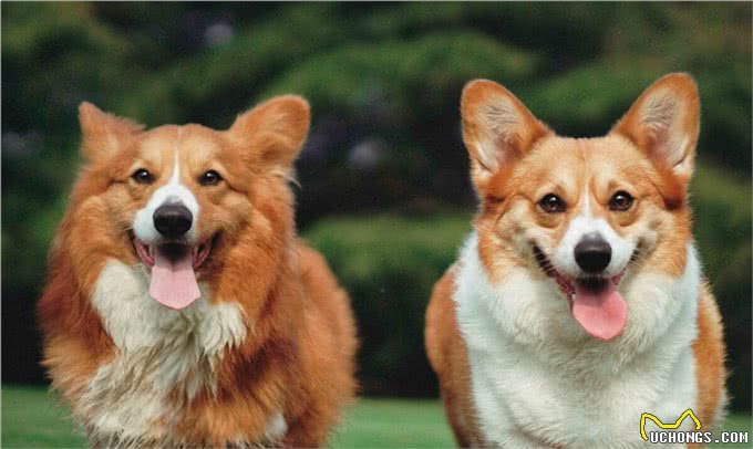 如何识别和治疗狗狗发烧?