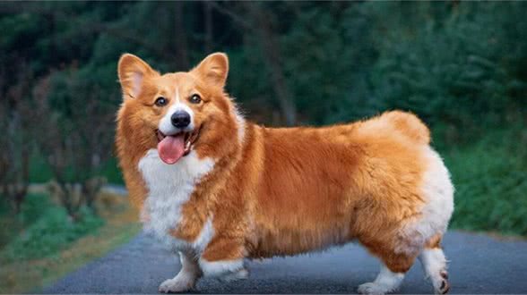 如何识别和治疗狗狗发烧?