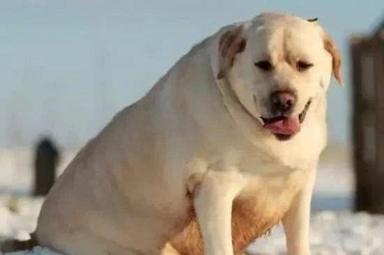 励志!狗狗1年减掉90斤，曾胖到无法行走