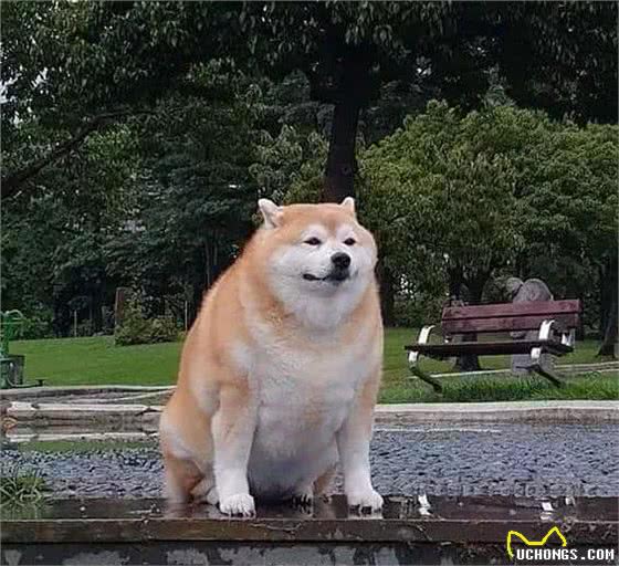 励志!狗狗1年减掉90斤，曾胖到无法行走