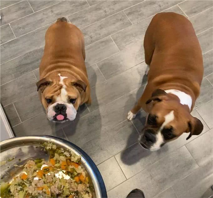 励志!狗狗1年减掉90斤，曾胖到无法行走