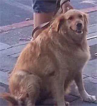 励志!狗狗1年减掉90斤，曾胖到无法行走