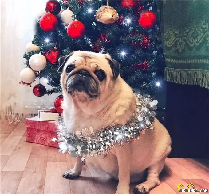 励志!狗狗1年减掉90斤，曾胖到无法行走