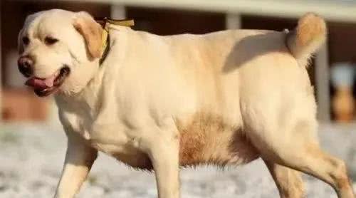 励志!狗狗1年减掉90斤，曾胖到无法行走