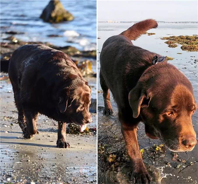 励志!狗狗1年减掉90斤，曾胖到无法行走