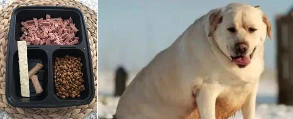 励志!狗狗1年减掉90斤,曾胖到无法行走