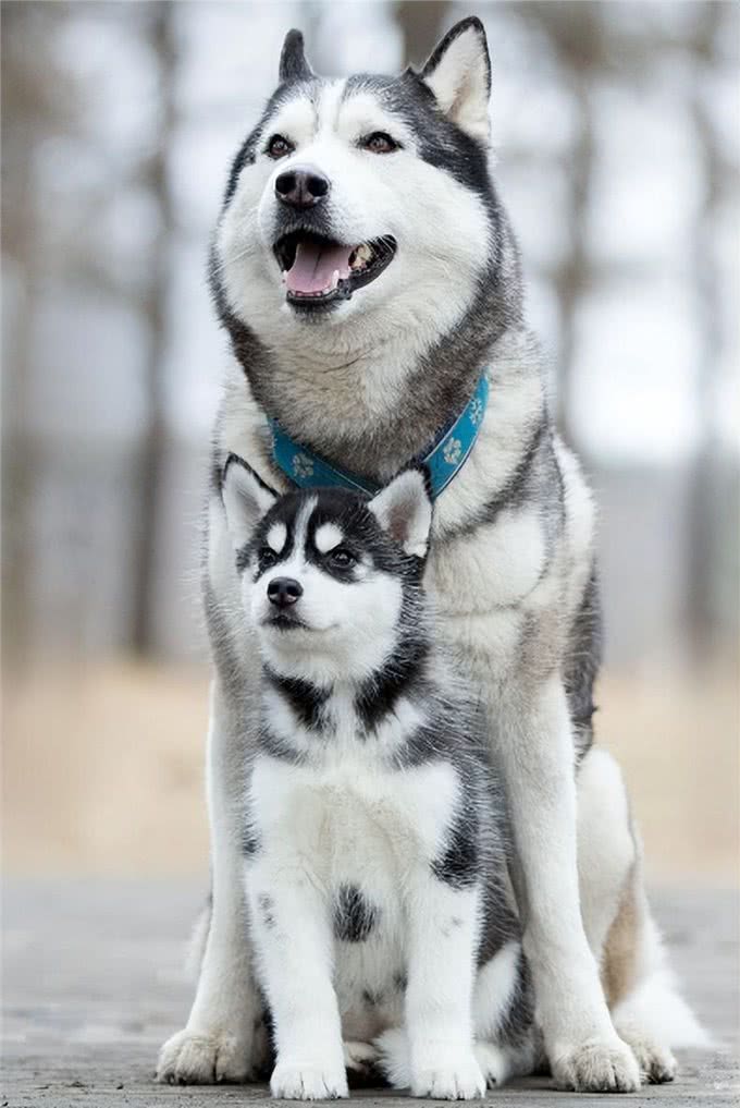 这几种狗狗，饲养起来很费钱，慎养