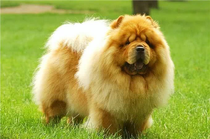 这几种狗狗，饲养起来很费钱，慎养