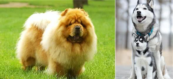 这几种狗狗,饲养起来很费钱,慎养