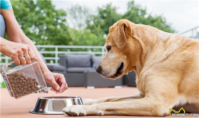 如何喂养可卡犬?该怎样给可卡犬喂食