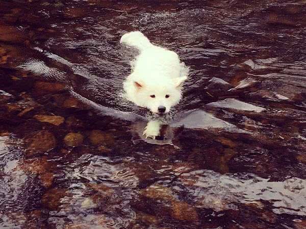 狗狗夏天中暑，我们到底怎么救?