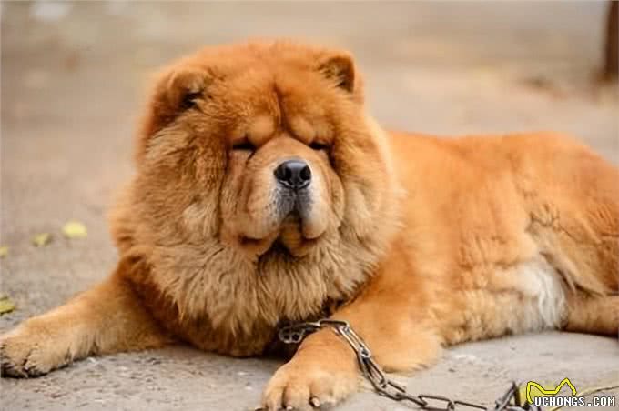 长得可爱，内心凶狠的5种小型狗，很多人在养