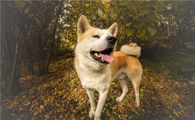 长得可爱，内心凶狠的5种小型狗，很多人在养