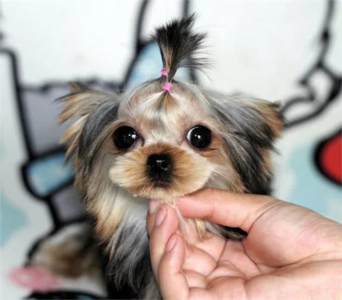 长得可爱，内心凶狠的5种小型狗，很多人在养