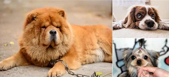 长得可爱,内心凶狠的5种小型狗,很多人在养