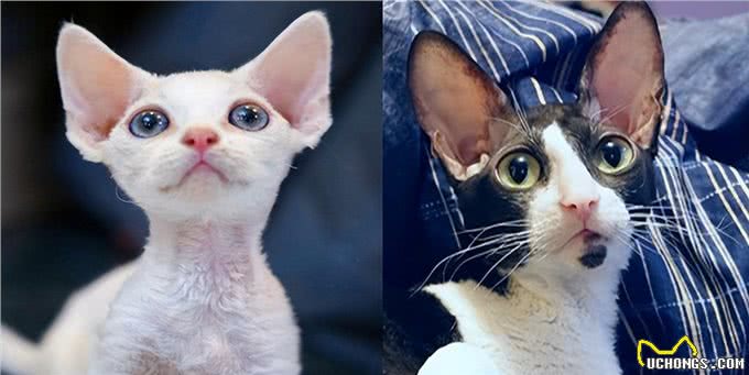 猫界的菀菀类卿，长得相似，竟然不是同一种猫