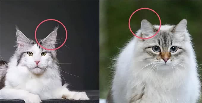 猫界的菀菀类卿，长得相似，竟然不是同一种猫