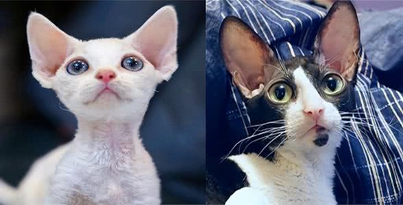 猫界的菀菀类卿，长得相似，竟然不是同一种猫