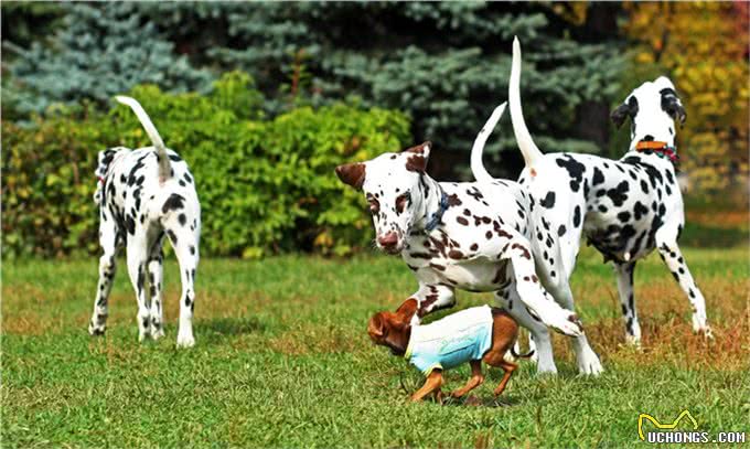 大麦町犬被公认为最优雅的品种之一，具有白色及清晰的黑斑点