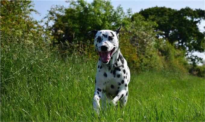 大麦町犬被公认为最优雅的品种之一，具有白色及清晰的黑斑点