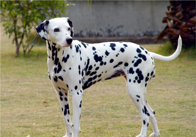 大麦町犬被公认为最优雅的品种之一，具有白色及清晰的黑斑点