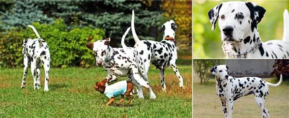 大麦町犬被公认为最优雅的品种之一,具有白色及清晰的黑斑点