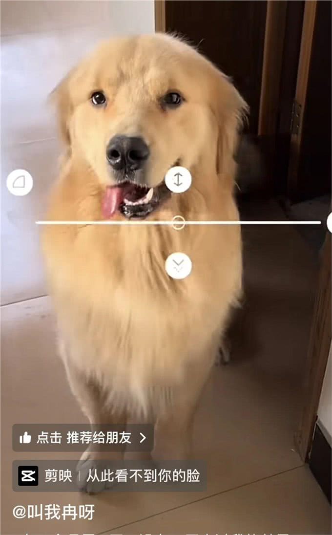小狗被偷,被等主人找到时就只剩下四只冰冷的爪爪,让人触目惊心