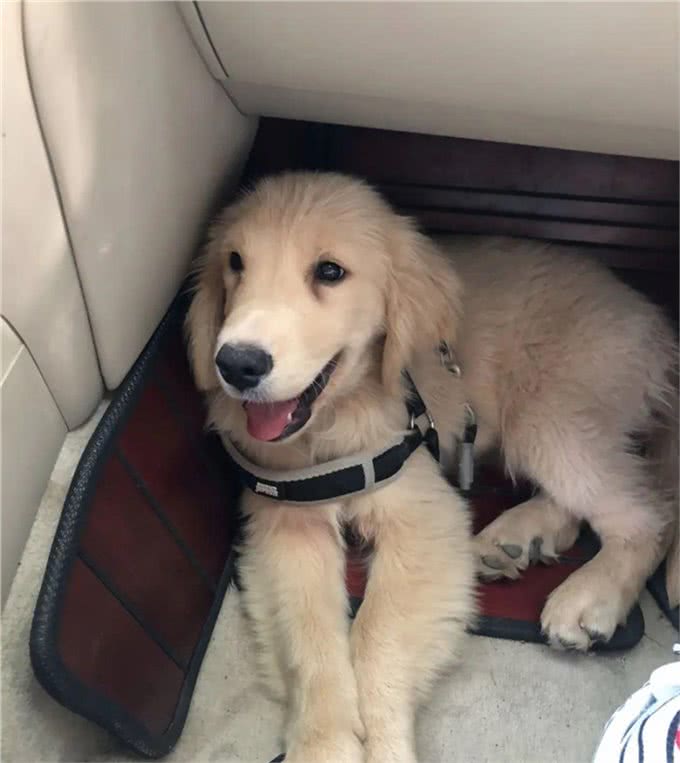 小狗被偷,被等主人找到时就只剩下四只冰冷的爪爪,让人触目惊心