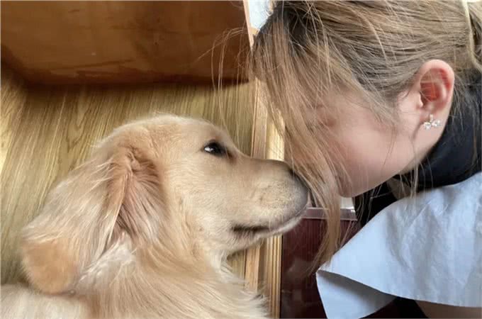 小狗被偷,被等主人找到时就只剩下四只冰冷的爪爪,让人触目惊心