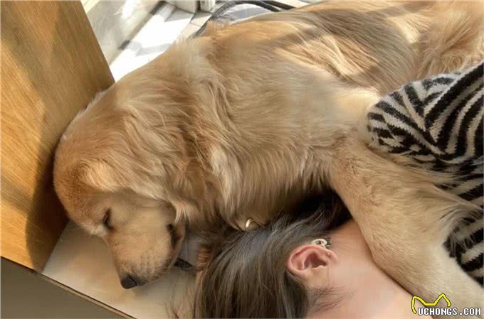 小狗被偷,被等主人找到时就只剩下四只冰冷的爪爪,让人触目惊心