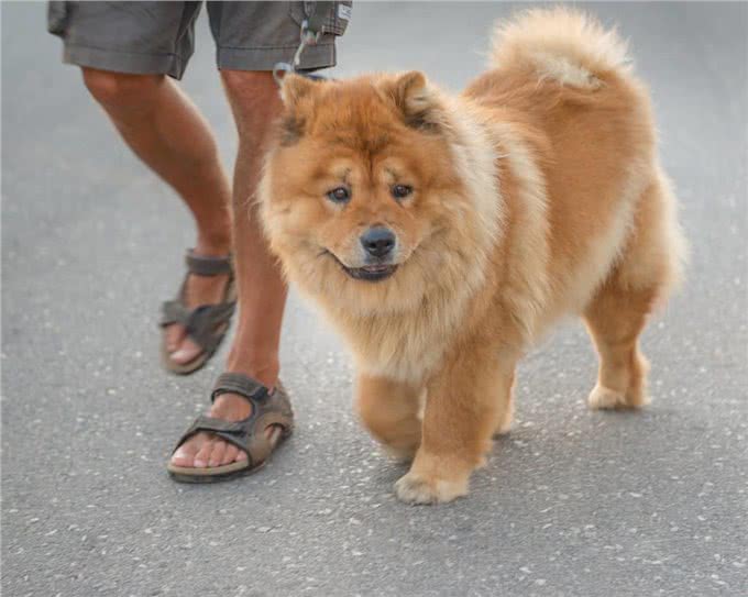 松狮犬养过一次就够了，这五大缺点真的很难扛