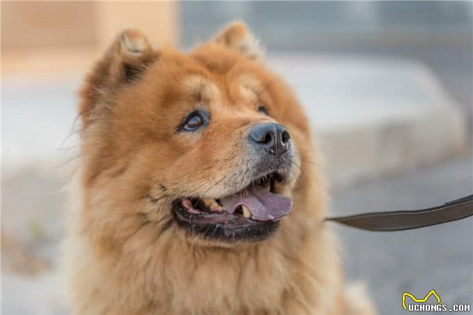 松狮犬养过一次就够了，这五大缺点真的很难扛