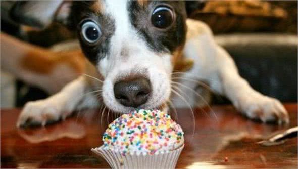 想让狗狗听懂你的话，做到这三点是关键