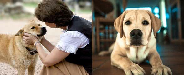 想让狗狗听懂你的话,做到这三点是关键