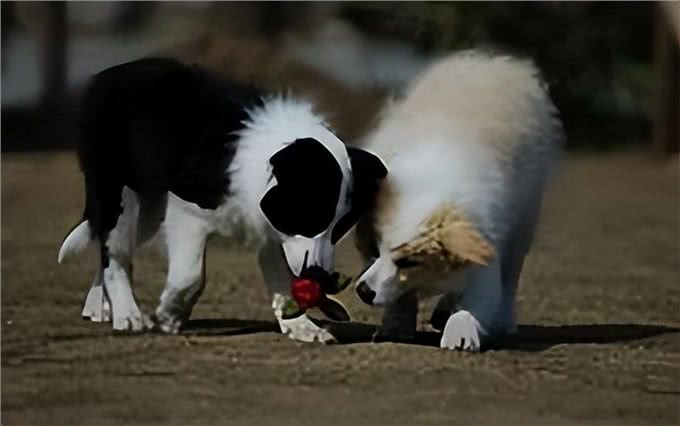 边境牧羊犬，你们认识吗