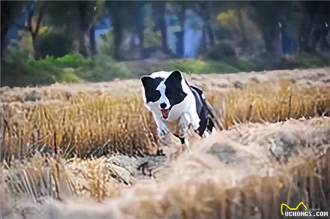 边境牧羊犬，你们认识吗