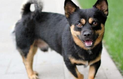 土狗真的不好吗?土狗的6个优点，一点也不输品种狗