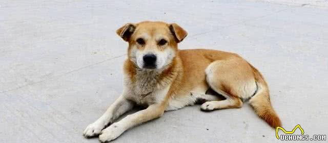 土狗真的不好吗?土狗的6个优点，一点也不输品种狗