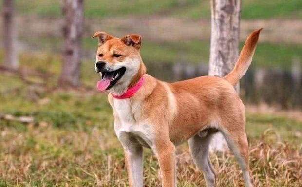 土狗真的不好吗?土狗的6个优点，一点也不输品种狗