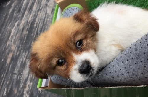 土狗真的不好吗?土狗的6个优点，一点也不输品种狗