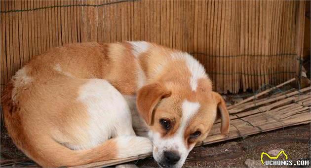 土狗真的不好吗?土狗的6个优点，一点也不输品种狗