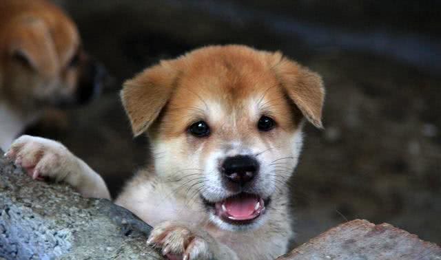 土狗真的不好吗?土狗的6个优点，一点也不输品种狗