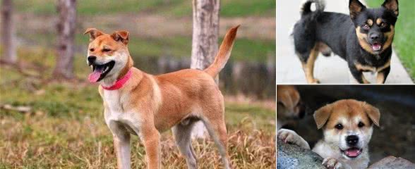 土狗真的不好吗?土狗的6个优点，一点也不输品种狗