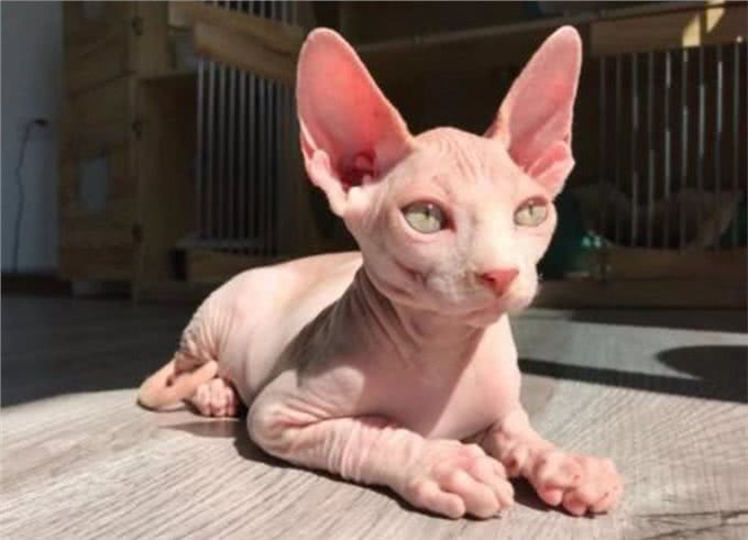 五条养猫经验：让你养无毛猫，轻松上手