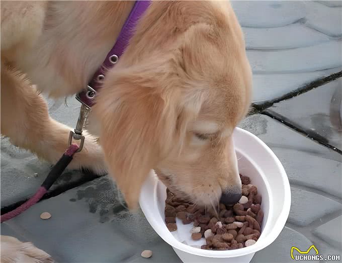 一场持续14年的狗狗喂食实验:少吃25%食物，寿命延长了一半!