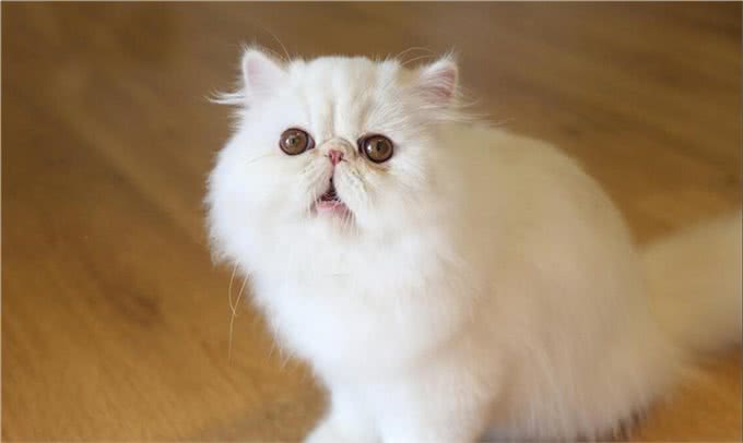 事实证明，消失已久的波斯猫，再也回不到过去了!