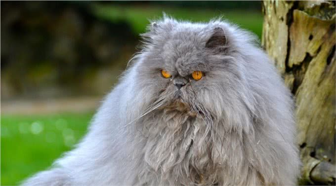 事实证明，消失已久的波斯猫，再也回不到过去了!
